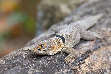 Image showing collared iguanid lizard, madagascar