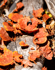 Image showing Mushroom on the trunk, Madagascar rainforest