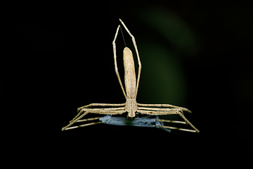 Image showing Ogre-Faced spider Madagascar wildlife