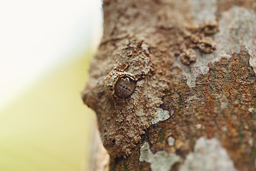 Image showing mossy leaf-tailed gecko, madagascar wildlife