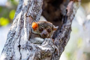 Image showing sportive lemur, Madagascar wildlife