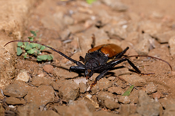 Image showing Longhorn Beetle Madagascar wildlife