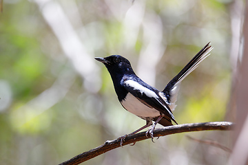 Image showing bird Madagascar Magpie Robin