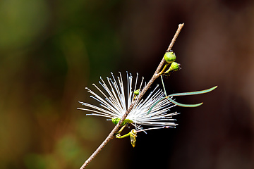 Image showing Thilachium angustifolium Wild Chroma flower Madagascar