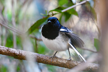 Image showing bird Madagascar Magpie Robin