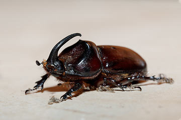 Image showing rhinoceros beetle Madagascar wildlife