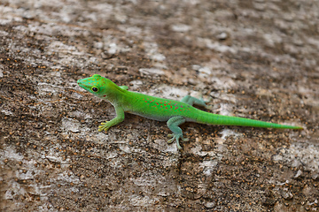 Image showing day gecko Phelsuma Madagascar wildlife
