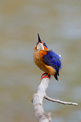 Image showing beautiful bird kingfisher, madagascar