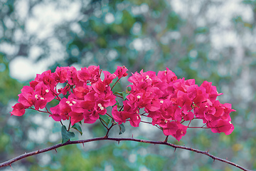 Image showing Red Bougainvillea flowers, Madagascar