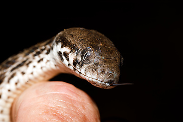 Image showing Malagasy Cat-eyed Snake, madagascar wildlife