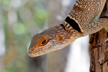 Image showing collared iguanid lizard, madagascar