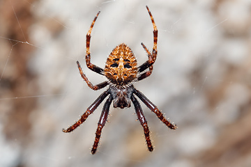 Image showing orb-weaver spider spider, Madagascar wildlife