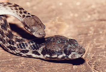 Image showing Malagasy Cat-eyed Snake, madagascar wildlife