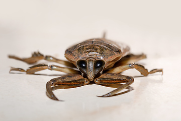 Image showing Giant Water Bug madagascar wildlife