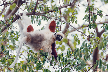 Image showing Lemur Coquerel\'s sifaka madagascar wildlife