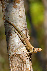 Image showing collared iguanid lizard, madagascar