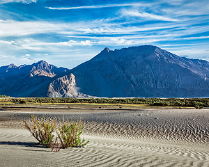 Image showing Sand dunes in Nubra valley, Ladakh