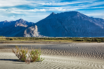 Image showing Sand dunes in Nubra valley, Ladakh