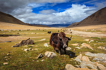 Image showing Yak in Himalayas. Ladakh, India