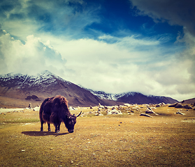 Image showing Yak grazing in Himalayas