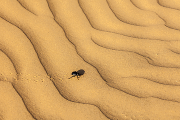 Image showing Scarab (Scarabaeus) beetle on desert sand