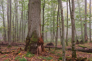 Image showing Misty morning in autumnal forest