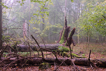 Image showing Misty morning in autumnal forest