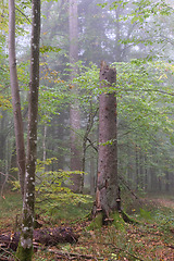 Image showing Misty morning in autumnal forest