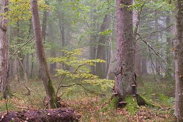 Image showing Misty morning in autumnal forest