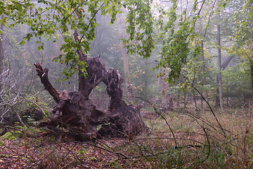 Image showing Misty morning in autumnal forest