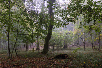 Image showing Misty morning in autumnal forest