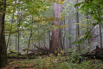 Image showing Misty morning in autumnal forest