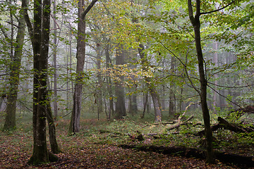 Image showing Misty morning in autumnal forest