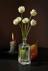 Image showing Still life with White Clover flowers