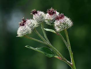 Image showing Greater burdock flowers