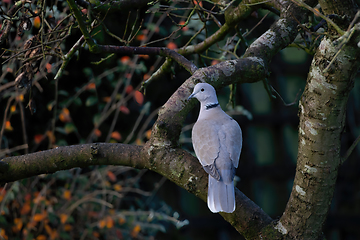 Image showing Eurasian Collared Dove in Tree