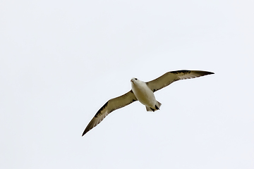 Image showing Northern Fulmar