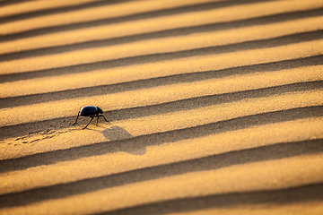 Image showing Scarab (Scarabaeus) beetle on desert sand