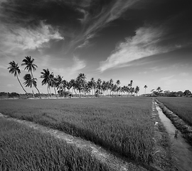 Image showing Rice close up, India