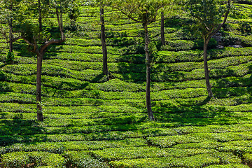 Image showing Green tea plantations in Munnar, Kerala, India