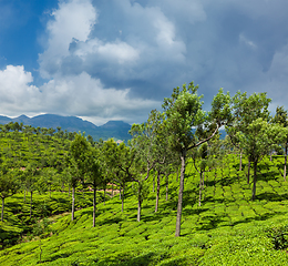 Image showing Green tea plantations in Munnar, Kerala, India