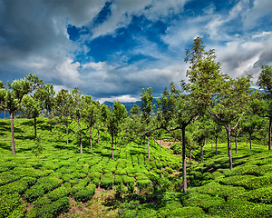 Image showing Tea plantations in mountains