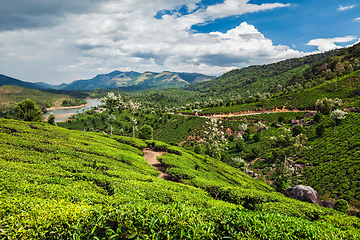 Image showing Tea plantations in India