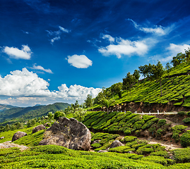 Image showing Green tea plantations in Munnar, Kerala, India