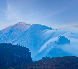 Image showing Green tea plantations in Munnar, Kerala, India