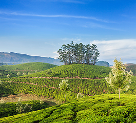 Image showing Green tea plantations in Munnar, Kerala, India