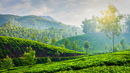 Image showing Green tea plantations in Munnar, Kerala, India