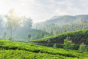 Image showing Green tea plantations in Munnar, Kerala, India