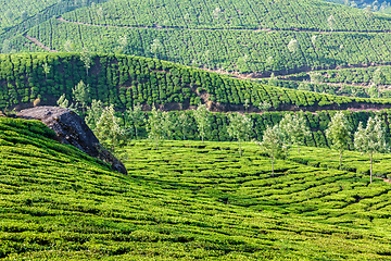 Image showing Green tea plantations in Munnar, Kerala, India