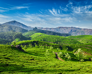 Image showing Tea plantations, Munnar, Kerala state, India